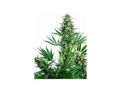 76920 sensi seeds sensi 741 sour diesel x afghani feminized