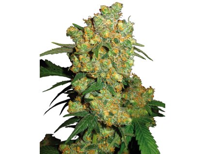 76929 sensi seeds big bud feminized