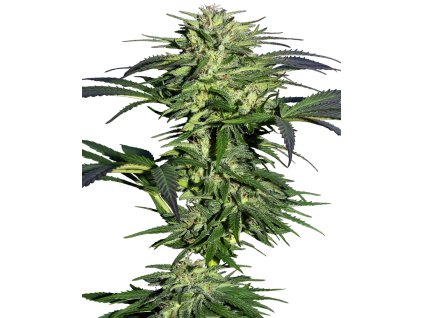 Sensi Seeds Durban, feminized (Balení 10 ks)