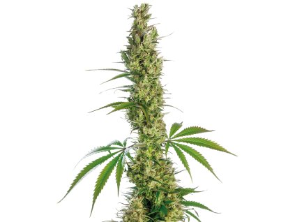 Sensi Seeds Eagle Bill, regular (Balení 10 ks)