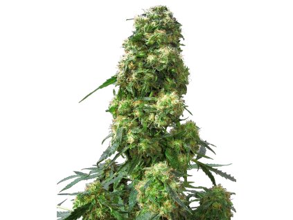 76944 sensi seeds early skunk feminized