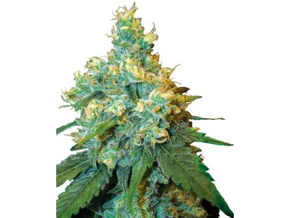 Sensi Seeds Jack Herer, feminized (Balení 10 ks)