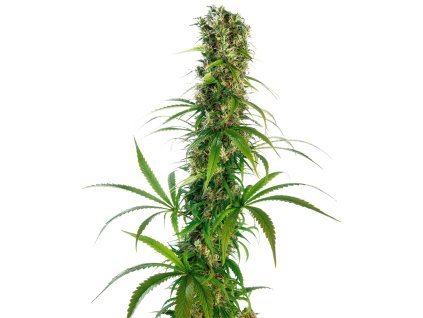 Sensi Seeds Michka, feminized (Balení 10 ks)