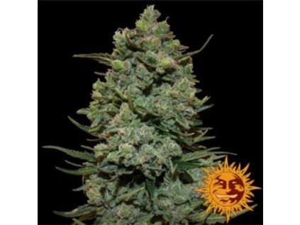 76977 barney s farm cookie casket feminized