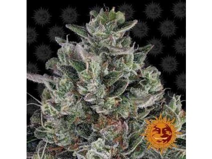 Barney´s Farm Bubblegum Gelato, feminized