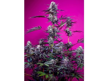 76992 sweet seeds auto studio 54 stardust feminized autoflowering
