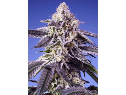 77001 sweet seeds auto permament jealousy xl feminized autoflowering