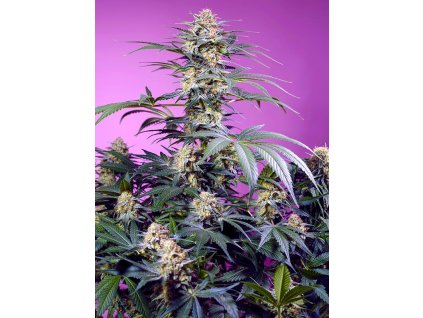 77007 sweet seeds monster maker feminized