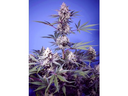 Sweet Seeds Mental Rainbow F1, fast feminized (Balení 5+2 ks)