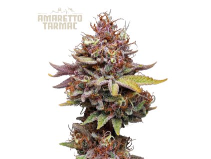 21244 amaretto tarmac feminizovana semena konopi