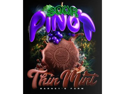 77031 barney s farm thin mint x sour pinot auto feminized autoflowering