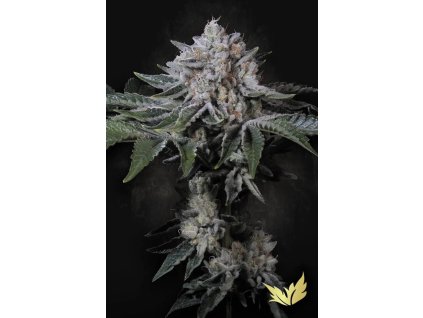 77127 paradise seeds peach frosting limited edition feminized 5ks