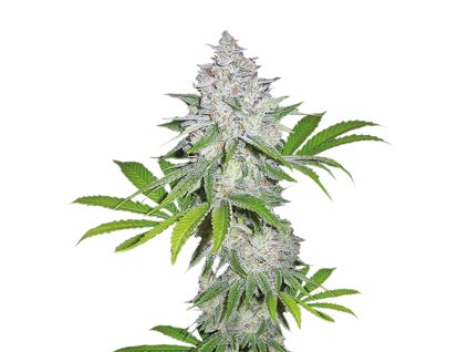 77925 fair seeds white widow fast feminized