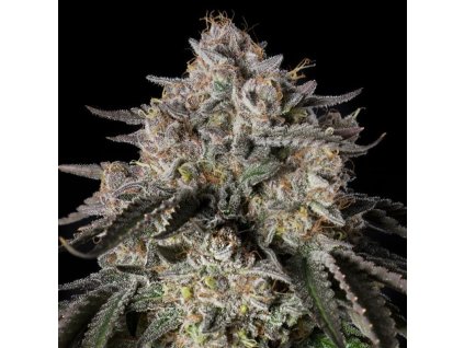 77928 silent seeds cherry essence feminized