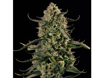 77931 silent seeds mac dawg xxl auto feminized autoflowering