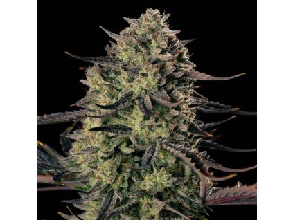 Silent Seeds, Alien Gas XXL Auto, feminized autoflowering (Balení 10)