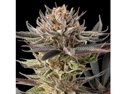 77937 silent seeds lemon tree 2 0 feminized