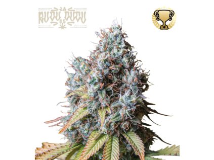 77940 seedstockers rucu cucu og auto autoflowering feminized 3ks