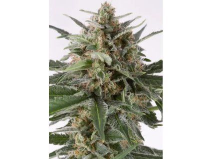 imgi 4 critical autoflowering 700