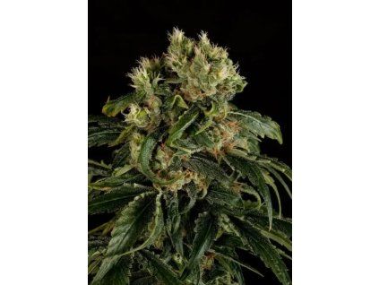 imgi 4 santa sativa 700