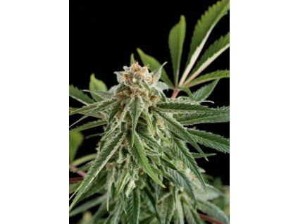 imgi 4 royal haze 700