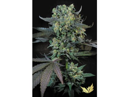 78102 paradise seeds momo feminized