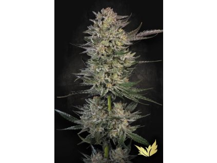 78111 paradise seeds candy breath feminized