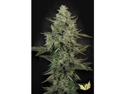 78117 paradise seeds mendo creme feminized