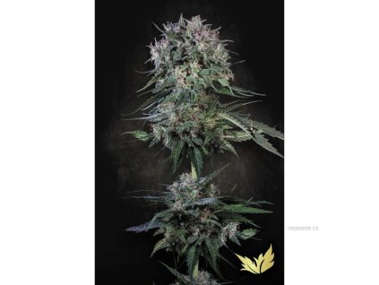 78129 paradise seeds doppler feminized