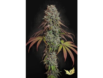 78141 paradise seeds blue gem feminized