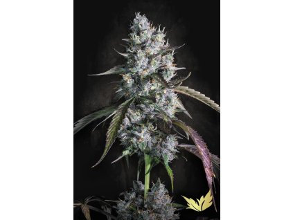 78150 paradise seeds auto red velvet feminized autoflowering