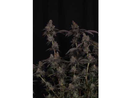 Fast Buds GG4, feminized (Balení 1)