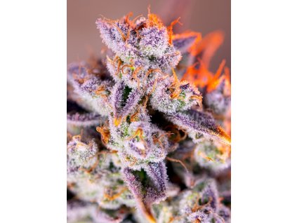 78198 sweet seeds auto tropicana poison xl feminized autoflowering 25ks