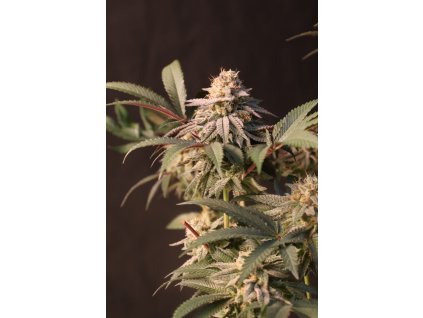 78207 fast buds lemon cherry runtz feminized
