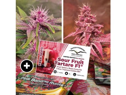 78219 dutch passion pink banana runtz limited edition feminized 5ks