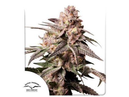 78231 dutch passion slush mint cake feminized