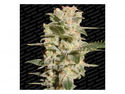 Paradise Seeds Belladonna, feminizovaná semena marihuany, 3ks