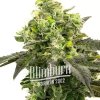 Blimburn Seeds Auto Gorilla Glue feminizovaná autoflowering (Balení 9 ks)