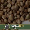 Blimburn Seeds Auto Gorilla Glue, feminizovaná semena konopí, samonakvétací
