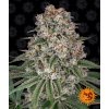 Barney´s Farm Tropicanna Banana feminizovaná (Balení 5 ks)