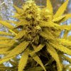 Barney´s Farm Top Dawg, feminizovaná semena konopí