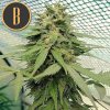 Blimburn Seeds Chemdog#4, feminizovaná semena konopí