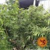 Barney´s Farm Afghan Hash Plant regulérní (Balení 10 ks)