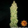 Barney´s Farm G13 Haze regulérní (Balení 10 ks)