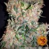 Barney´s Farm G13 Haze regulérní (Balení 10 ks)