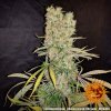 Barney´s Farm G13 Haze regulérní (Balení 10 ks)