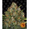 Barney´s Farm G13 Haze, regulérní semena konopí