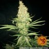 Barney´s Farm G13 Haze regulérní (Balení 10 ks)