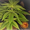 Barney´s Farm Pineapple Haze regulérní (Balení 10 ks)