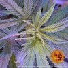 Barney´s Farm Pineapple Haze regulérní (Balení 10 ks)